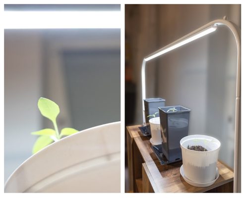 Använd LED-lampor för att odla växter året runt